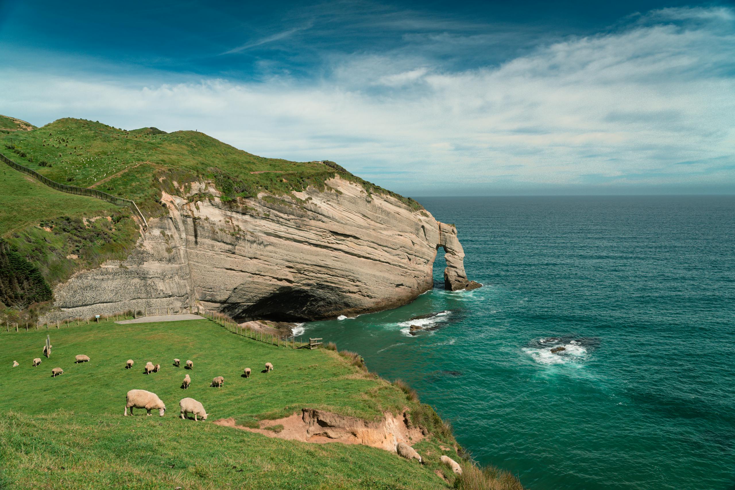 Sheep grazing on grass near the ocean