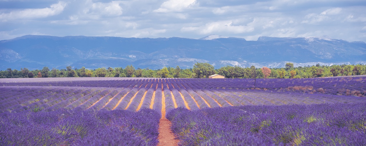 lavender fields, lavender, landscape