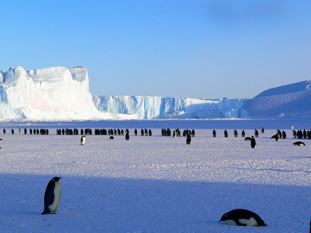 A colony of emperor penguins on the icy plains of Antarctica with a massive glacier in the background.