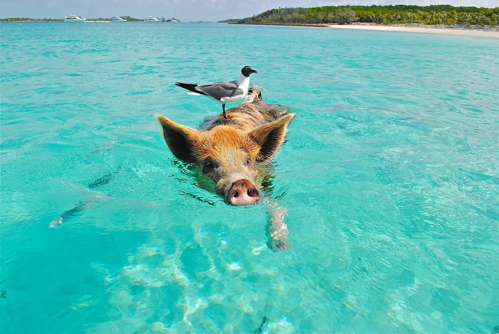 Pig swimming in crystal-clear ocean with a seagull perched on its back, showcasing nature's harmony.